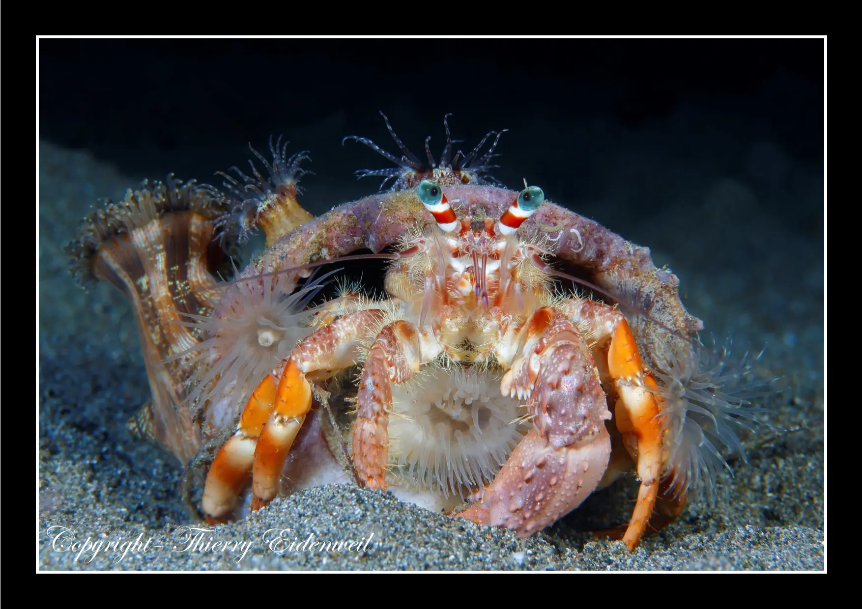 Anilao Macro Dive Media Highlight